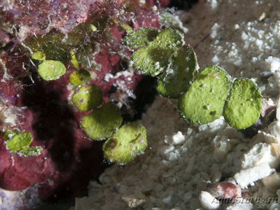 Фото Морская водоросль Искаженная халимеда Halimeda disto­rta  (photo#114048)