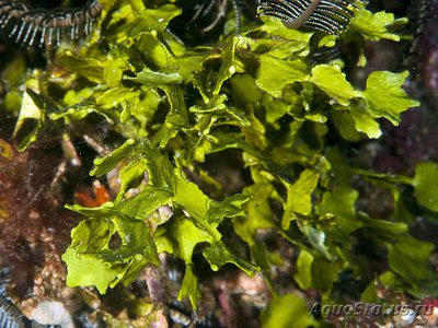 Фото Морская водоросль Хрупкая халимеда Halimeda fragilis  (photo#114052)