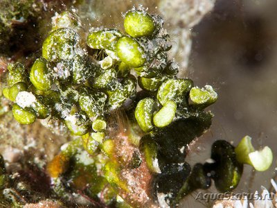 Фото Морская водоросль Пустотелая халимеда Halimeda lacunalis f. lata  (photo#114056)