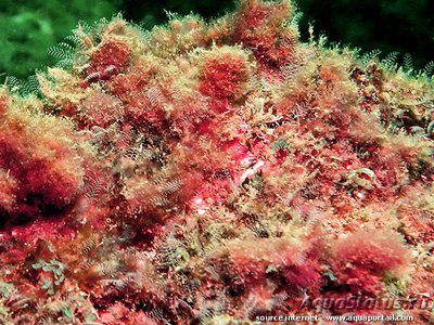 Фото Морская водоросль Asparagopsis taxiformis (photo#114073)