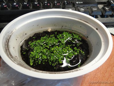 Мой первый серьезный аквариум (Атлант)