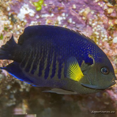 Центропиг желтоплавничный (Centropyge flavipectoralis)