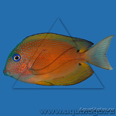 Хирург-ктенохет синеглазый (бинотатус) (Ctenochaetus binotatus)