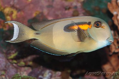 Хирург оливковый (Acanthurus olivaceus)