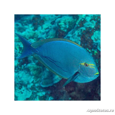 Хирург бледный (Acanthurus mata)