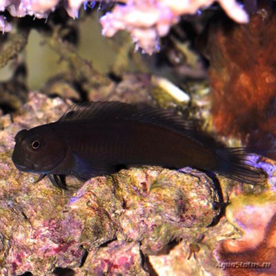 Собачка бурая (Atrosalarias fuscus)
