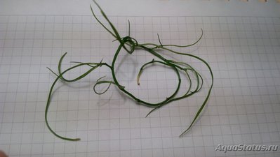 Опознание аквариумных растений