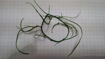 Опознание аквариумных растений