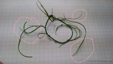 Опознание аквариумных растений