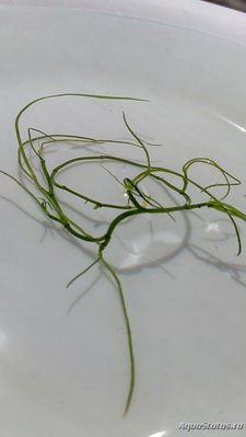 Опознание аквариумных растений