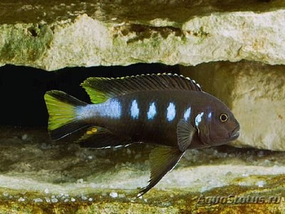 Элонгатус чевере (P­seudotropheus elonga­tus chewere)