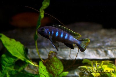 Элонгатус чевере (P­seudotropheus elonga­tus chewere)