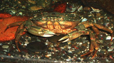 Краб травяной ( Carcinus aestuarii )