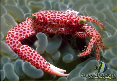 Краб коралловый (Trapezia sp.)