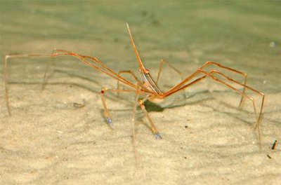 Краб стрелоголовый (стеноринкус) (Stenorhynchus seticornis)
