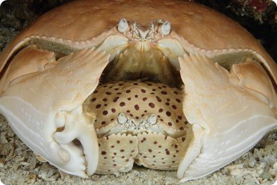 Краб стыдливый (Calappa sp.)