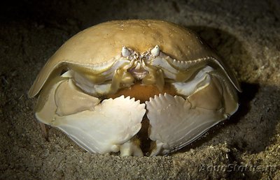 Краб стыдливый (Calappa sp.)
