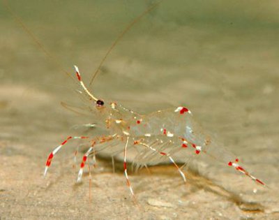 Креветка ложная анемоновая (Urocaridella antonbruunii)