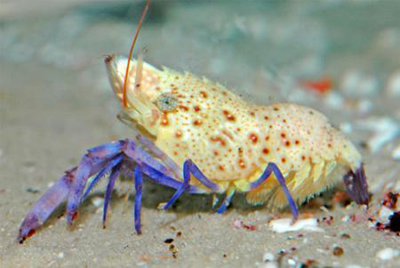 Креветка мраморная фиолетовоногая (Saron rectirostris)
