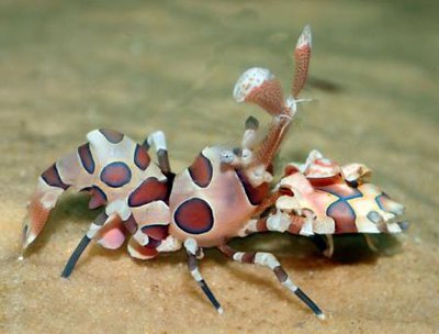 Креветка-арлекин пятнистая (Hymenocera picta)