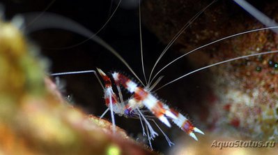 Креветка-боксер полосатая (Stenopus hispidus)