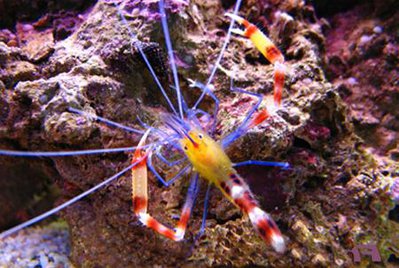 Креветка-боксер синеногая (желтая) (Stenopus cyanoscelis)
