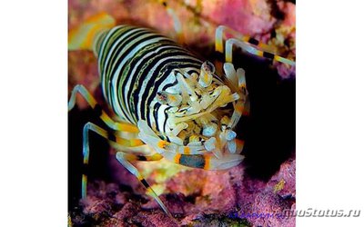 Креветка-пчела (Gnathophyllum americanum)