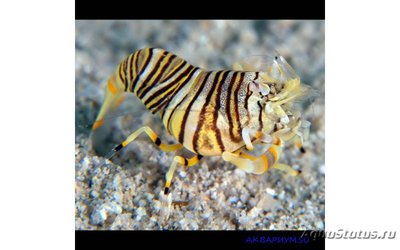 Креветка-пчела (Gnathophyllum americanum)