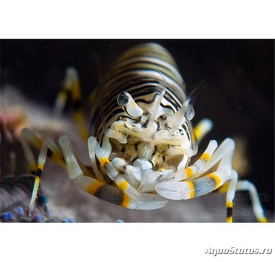 Креветка-пчела (Gnathophyllum americanum)
