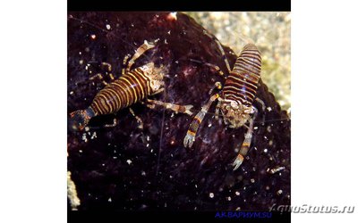Креветка-пчела (Gnathophyllum americanum)