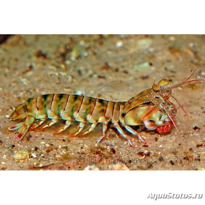 Рак-богомол роскошный (Арлекин) (Odontodactylus scyllarus)
