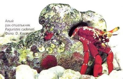 Рак-отшельник алый (Paguristes cadenati)