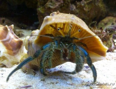 Рак отшельник Дарданус Педункулит ( Dardanus pedunculatus )