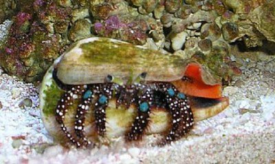 Рак - отшельник голубоколенный ( Dardanus guttatus )