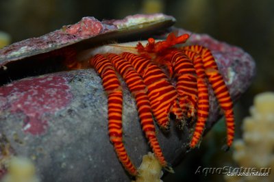Рак - отшельник красноногий  ( Ciliopagurus strigatus )
