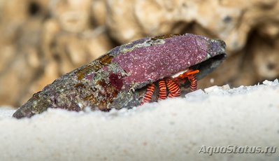 Рак - отшельник красноногий  ( Ciliopagurus strigatus )