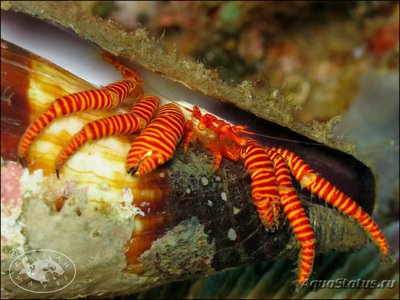 Рак - отшельник красноногий  ( Ciliopagurus strigatus )
