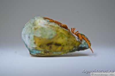 Рак - отшельник красноногий  ( Ciliopagurus strigatus )
