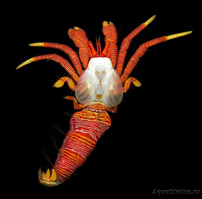 Рак - отшельник красноногий  ( Ciliopagurus strigatus )