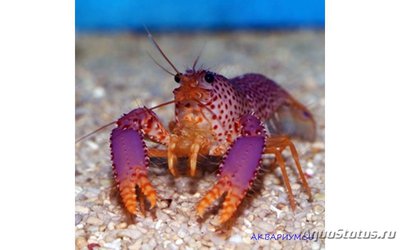 Омар рифовый Дебелиуса (Enoplometopus debelius)