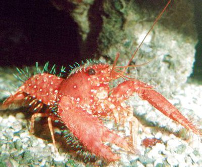 Омар рифовый Даума (Enoplometopus daumi)