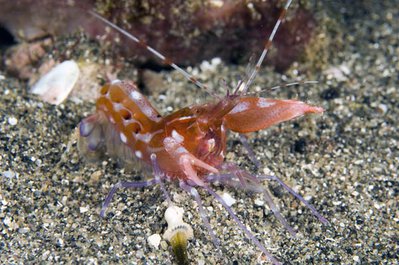 Рак-щелкун альфеус (Alpheus sp.)