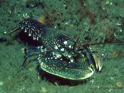 Европейский Омар ( Homarus gammarus )