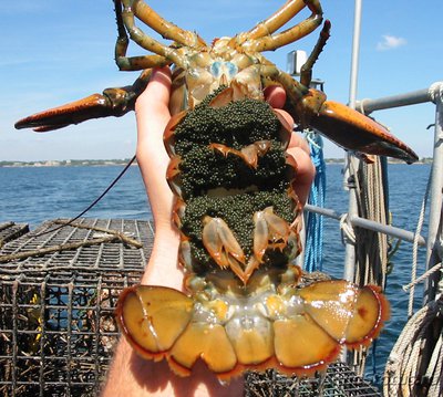 Омар американский ( Homarus americanus )