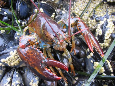 Омар американский ( Homarus americanus )