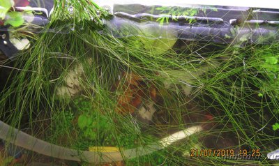 Ситняг живородящий  (Eleocharis vivipara)