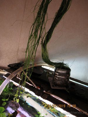 Ситняг живородящий  (Eleocharis vivipara)