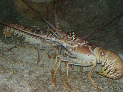 Лангуст карибский колючий ( Panulirus argus )