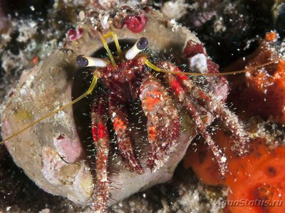 Рак - отшельник красный волосатый  ( Dardanus sanguinocarpus )