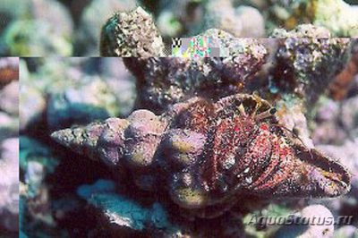 Рак - отшельник красный волосатый  ( Dardanus sanguinocarpus )